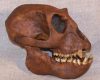 Sejarah Meganthropus Paleojavanicus