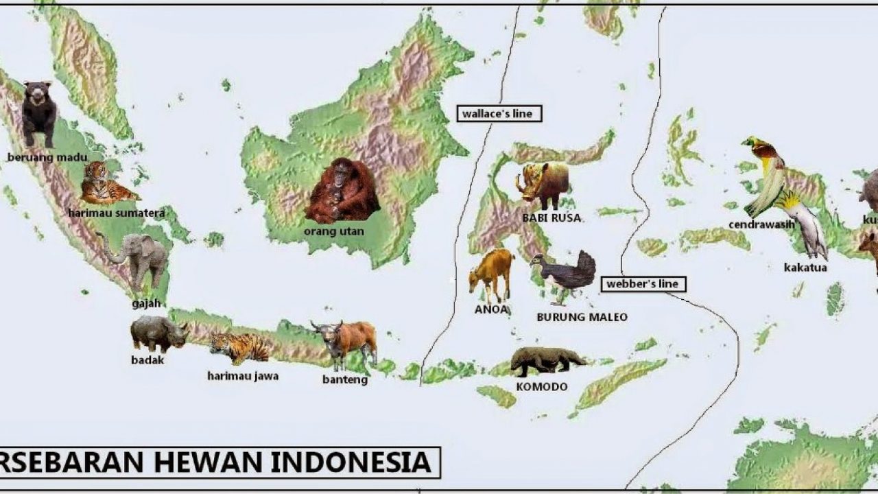 63+ Gambar Fauna Asli Indonesia HD Terbaik
