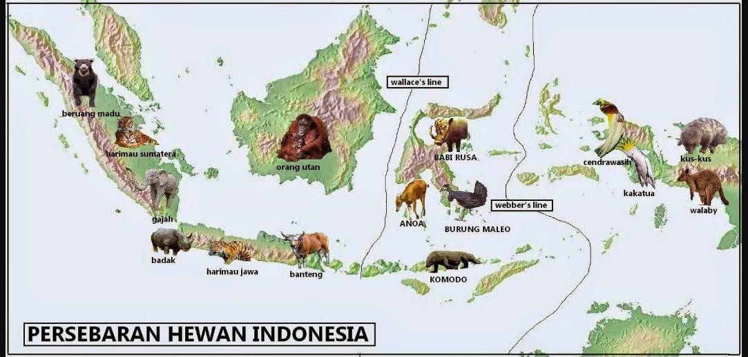 78 Gambar Peta Flora Dan Fauna Di Indonesia Kekinian