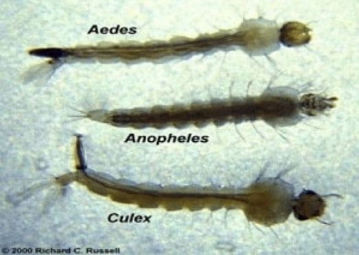 Metamorfosis Nyamuk Fase Larva