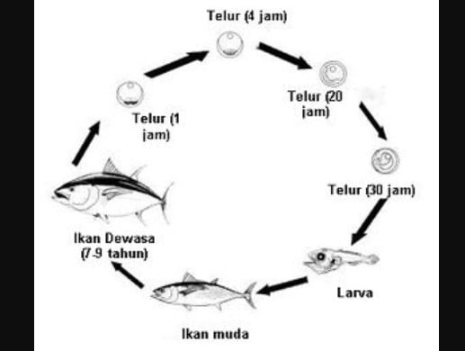 Image result for gambar tahapan pertumbuhan dan perkembangan ikan