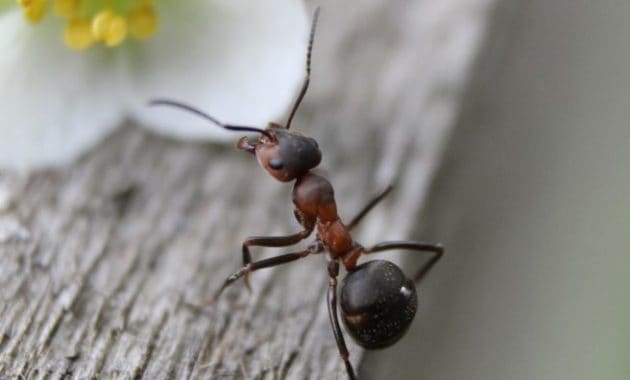 35++ Hewan berikut yang mengalami metamorfosis sempurna adalah a nyamuk dan belalang release