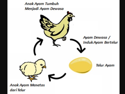 Proses Metamorfosis Ayam