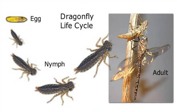  Metamorfosis Capung  Gambar Tahapan dan Penjelasannya 