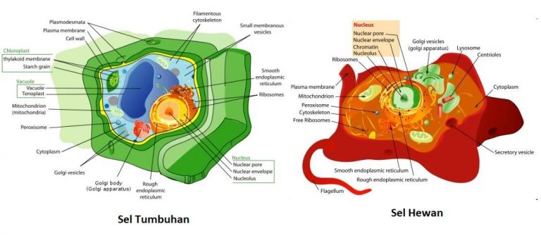 16 Perbedaan Sel Hewan dan Sel Tumbuhan, Tabel dan Fungsi