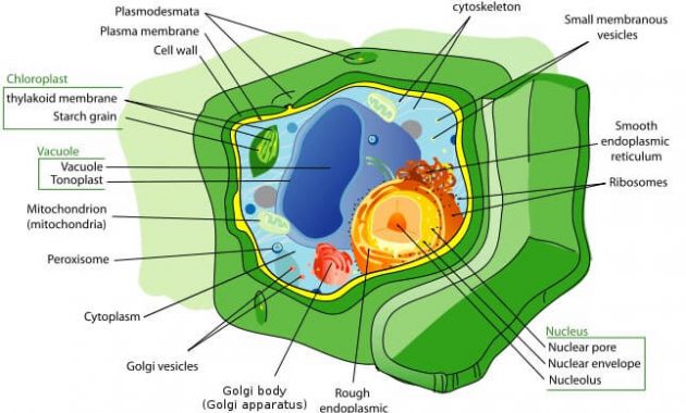 Sel Tumbuhan Pengertian Gambar Jenis Struktur dan 